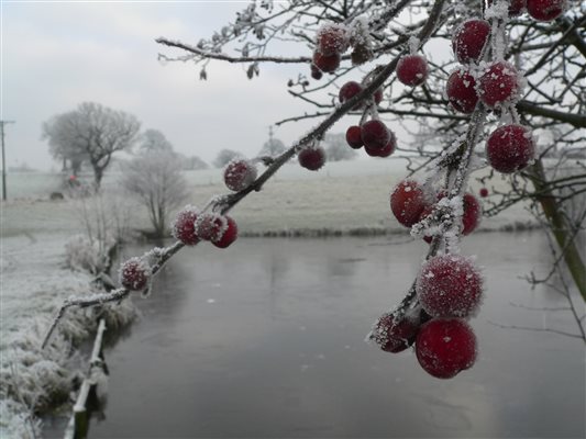 Frosty Morning at Goose Green Lakes